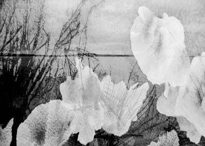 Spring black and white